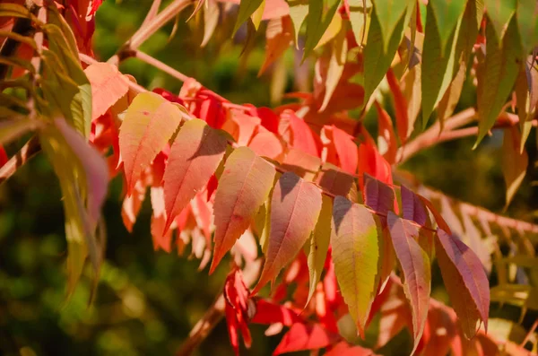 Outono vermelho rowan folhas em verde natureza fundo — Fotografia de Stock