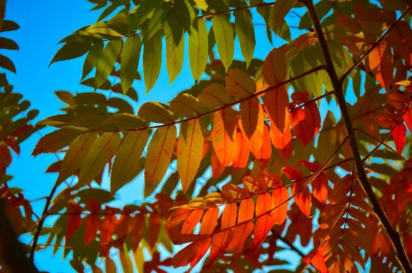 Outono vermelho rowan folhas em verde natureza fundo — Fotografia de Stock
