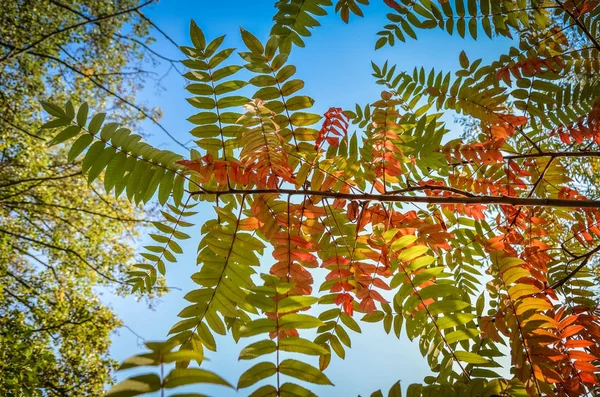 Outono vermelho rowan folhas em verde natureza fundo — Fotografia de Stock