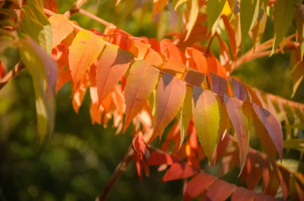 Herfst rood rowan op groene natuur achtergrond verlaat — Stockfoto