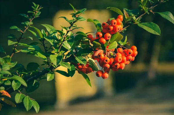 Close up of bright red pyracantha berries on tree — Stock Photo, Image