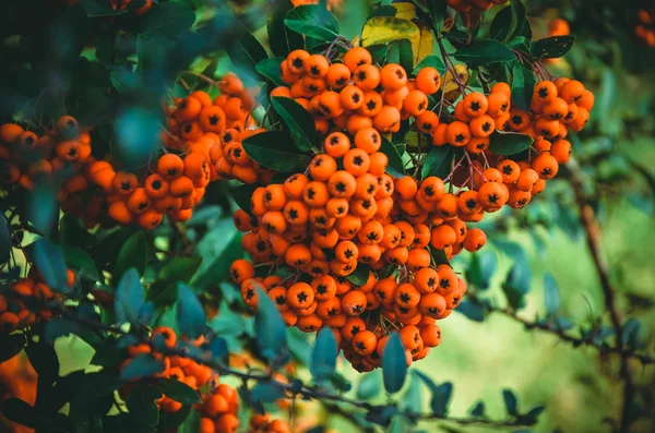 Primer plano de bayas de piracantha de color rojo brillante en el árbol — Foto de Stock