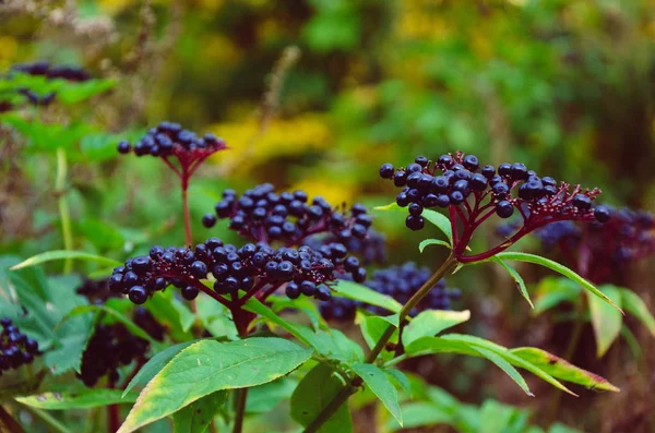 Branches of a plant black elder in the garden on blurred background. — Stock Photo, Image