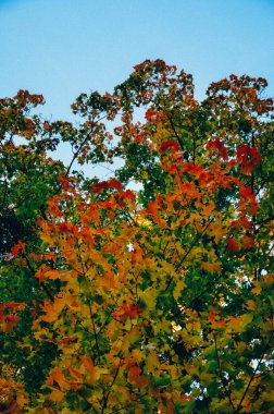 Sonbahar akçaağacı arkaplanı terk eder