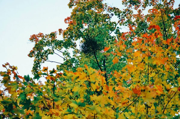 Autunno acero foglie di sfondo — Foto Stock