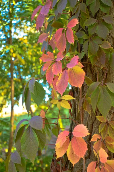 Ramo de outono vermelho folhas de uva selvagem — Fotografia de Stock