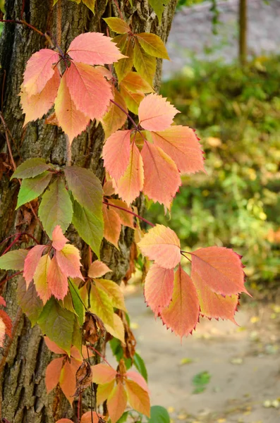 Ramo de outono vermelho folhas de uva selvagem — Fotografia de Stock