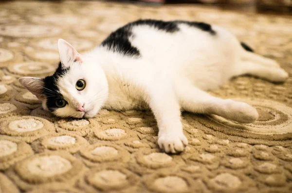 Black and White cat laying on carpet — Stock Photo, Image