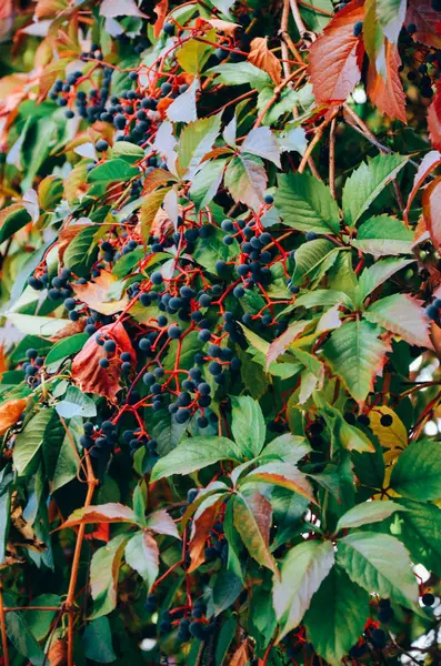 Rama de hojas de uva silvestre de otoño rojo — Foto de Stock