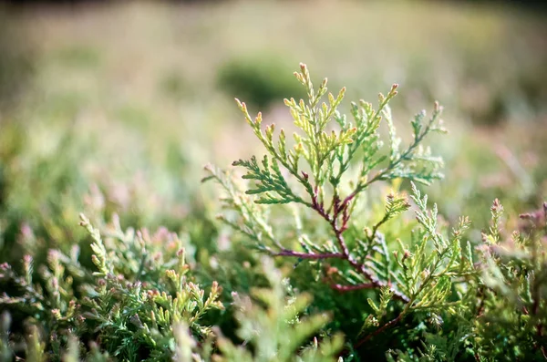 Thuja のクローズ アップの枝 — ストック写真