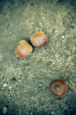 Yerde yatan sonbahar yaprakları