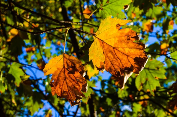 Λαμπερά φθινοπωρινά φύλλα στο φυσικό περιβάλλον — Φωτογραφία Αρχείου