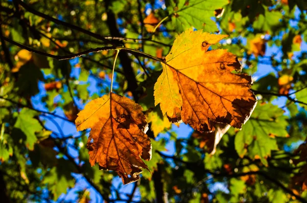 Heldere herfstbladeren in de natuurlijke omgeving — Stockfoto