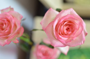 Masaya pembe Gül çiçek