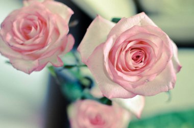 Masaya pembe Gül çiçek