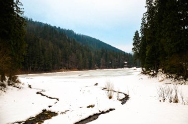 Dağlarda kış ormanı. Görkemli kış ağacı
