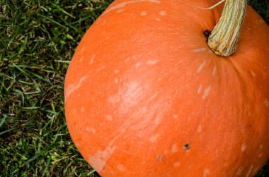 Sebze bahçesinde yeşil çimenlerin üzerinde taze organik kabaklar