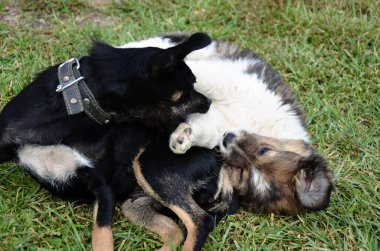 Köpek ve yaz çim oynayan köpek