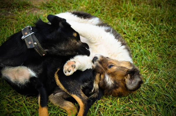 Köpek ve yaz çim oynayan köpek