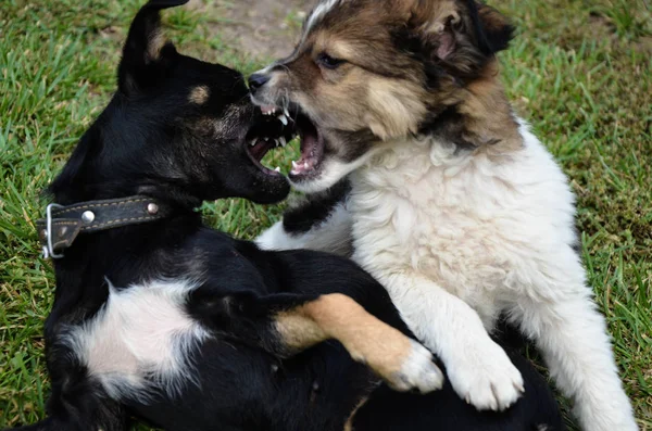 Собака и щенок играют летом на траве — стоковое фото