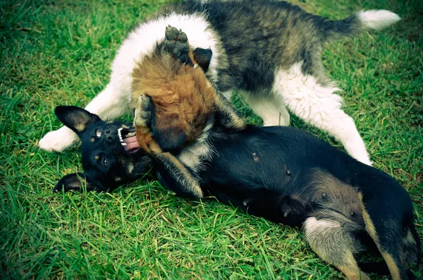 Hund und Welpe spielen im Sommer auf der Wiese — Stockfoto