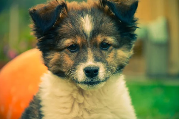 Portret ładny beagle Szczenięta psów patrząc — Zdjęcie stockowe