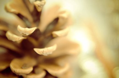 Noel kartı ile çam kozalakları