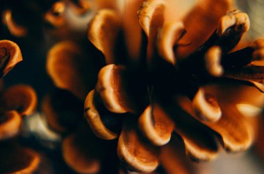 Noel kartı ile çam kozalakları