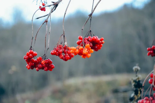 Las bayas rojas de la alazana en invierno — Foto de Stock