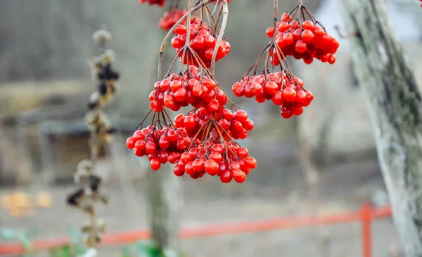 Red berries of a guelder-rose at winter — Stock Photo, Image