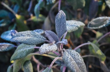Makro yakın çekim kaplı kıllı bir yaprak