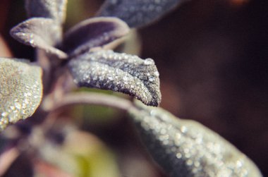 Makro yakın çekim kaplı kıllı bir yaprak