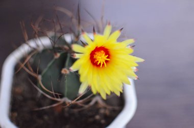 Kaktüs ile pota sarı çiçek