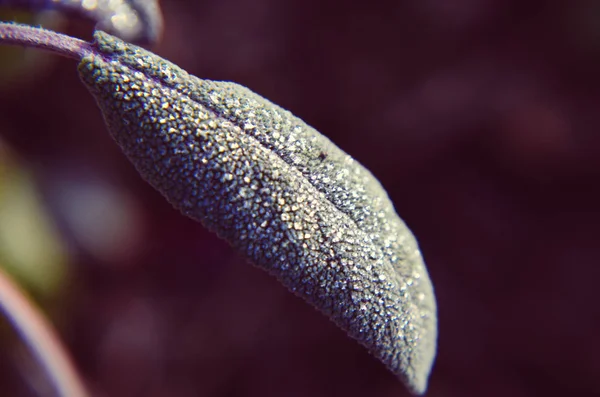 Macro close up de uma folha peluda coberta — Fotografia de Stock