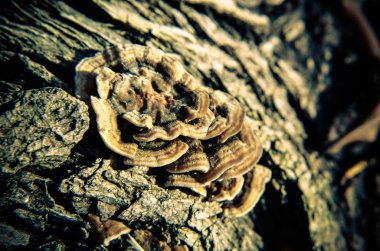 Ahşap bir ağaç üzerinde mantar