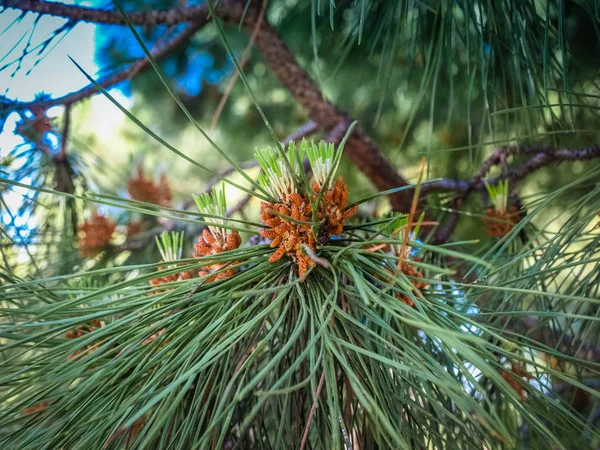 風に揺れるコーン松の枝 — ストック写真