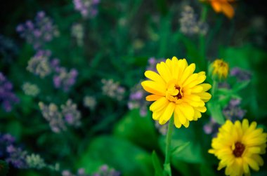 Bahçe calendulas çiçek, yaz