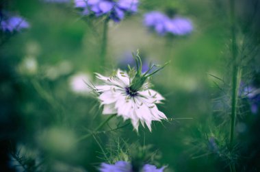 Nigella sativa - doğa mavi ve beyaz çiçekler