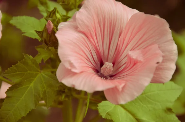 Big beautiful pink flower Lavatera closeup — Stock Photo, Image