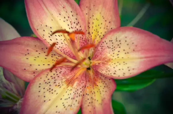 リリーの花壇のクローズ アップにピンクの花 — ストック写真