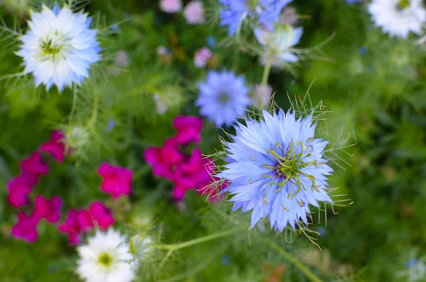 Nigella sativa - natura niebieski i biały kwiaty — Zdjęcie stockowe