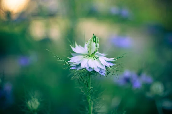 Nigella sativa - natura niebieski i biały kwiaty — Zdjęcie stockowe