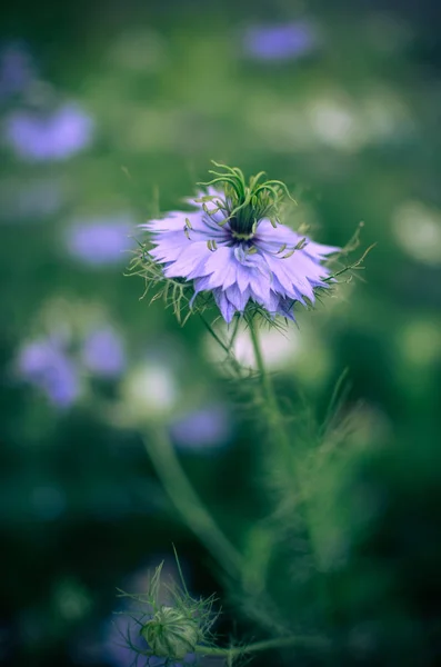 Nigella sativa - natur blaue und weiße blumen — Stockfoto