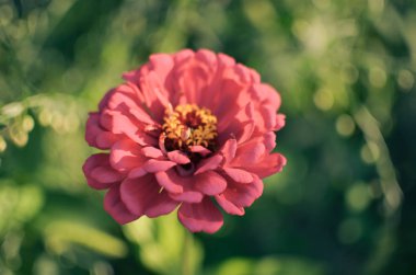 Zinnia elegans, gençlik ve yaş, ortak, zarif