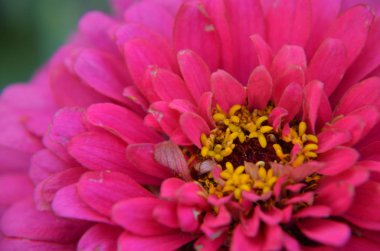 Bir güzel pembe zinnia çiçeği yakın çekim