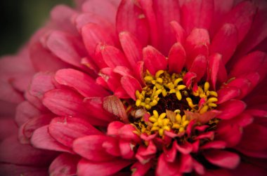 Bir güzel pembe zinnia çiçeği yakın çekim