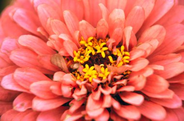 Bir güzel pembe zinnia çiçeği yakın çekim