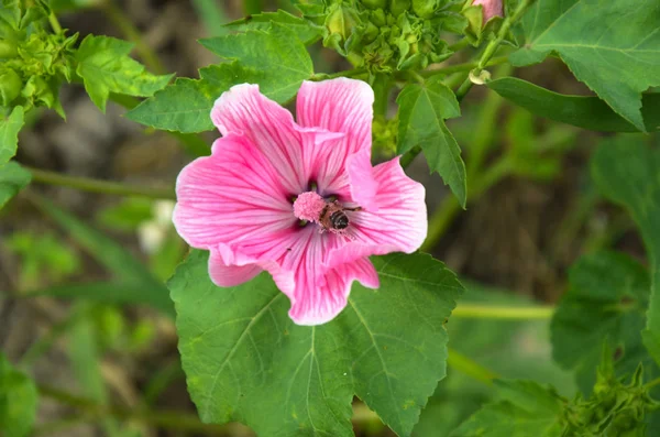 Big beautiful pink flower Lavatera closeup — Stock Photo, Image