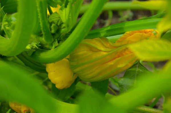 Kabak çiçeği. Yıldız şekli. Yenilebilir sarı-turuncu çiçekler — Stok fotoğraf