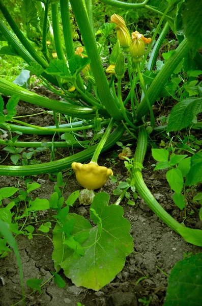 Baby Summer Squash. Patisson plant growing in garden — Stock Photo, Image